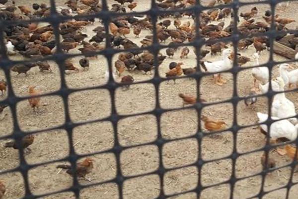 養殖土工格柵:解析使用方法與優勢 第1張